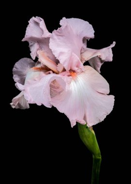 Güzel pembe bir iris çiçeğinin yakın plan çekimi, narin yaprakları siyah bir arka plana doğru açılıyor.