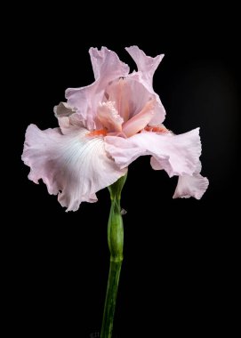 Güzel pembe bir iris çiçeğinin yakın plan çekimi, narin yaprakları siyah bir arka plana doğru açılıyor.