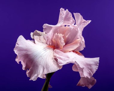 Güzel pembe bir iris çiçeğinin yakın plan çekimi, narin yaprakları koyu bir arka plana doğru açılıyor.