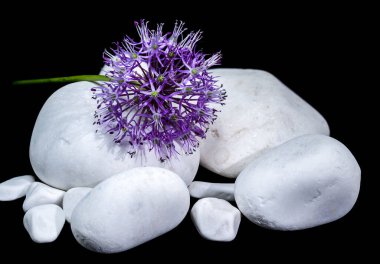 Pers Yıldızı olarak da bilinen mor Allium çiçeğinin yakın plan çekimi, pürüzsüz beyaz taşların üzerinde durmaktadır.