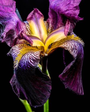 Sakallı bir irisin çarpıcı bir yakın çekimi koyu mor ve parlak sarı yapraklar sergiliyor.