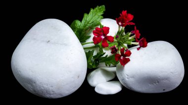 Pürüzsüz beyaz taşların arasında büyüyen parlak kırmızı Verbena melez çiçeklerinin yakın plan çekimi.