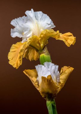 İki zarif beyaz ve sarı sakallı iris çiçeğinin yakın plan çekimi. Karmaşık yaprakları, sıcak kahverengi arka planda sergileniyor.