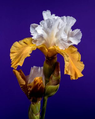 Göz kamaştırıcı beyaz ve sarı sakallı süsen çiçeğinin yakın planda çekilmiş bir fotoğrafı. Karmaşık yaprakları zengin, derin, mavi bir arkaplanda sergileniyor.