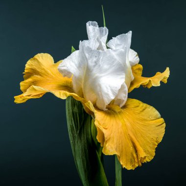 Göz kamaştırıcı bir beyaz ve sarı sakallı irisin yakın plan çekimi. Karmaşık yaprakları parlak yeşil arka planda sergileniyor.