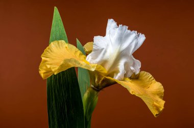 Göz kamaştırıcı beyaz ve sarı bir irisin yakın plan çekimi. Karmaşık yaprakları, sıcak kahverengi arka planda sergileniyor.