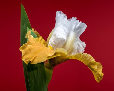 Göz kamaştırıcı beyaz ve sarı bir irinin yakın plan çekimi, narin taç yaprakları canlı kırmızı arka planda sergileniyor.