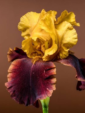 Canlı sarı ve mor sakallı bir irinin büyüleyici yakın çekimi, sıcak kahverengi bir arka plana karşı karmaşık yapraklarını sergiliyor.