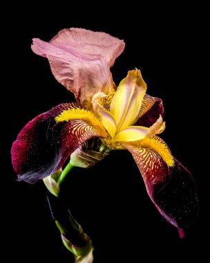 Sakallı bir irisin canlı bir yakın çekimi zengin mor ve parlak sarı yaprakları sergiliyor. Koyu siyah bir arka plana karşı karmaşık desenleri var.