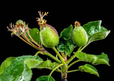 Bir dalda yeşil elma meyveleri yakın çekim, sert bir siyah arkaplan üzerine kurulmuş