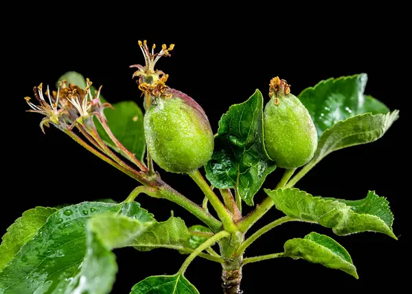 Bir dalda yeşil elma meyveleri yakın çekim, sert bir siyah arkaplan üzerine kurulmuş