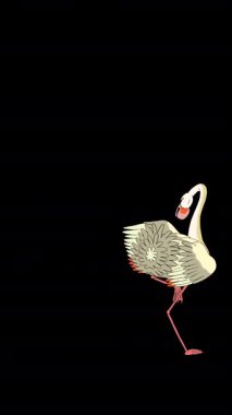 Beyaz Flamingo. Alfa kanalında el yapımı 2D animasyon HD görüntüler izole edildi. Video düzenleme, vahşi yaşam projeleri veya kuş temalı yaratıcı çalışmalar için dikey görüntüler