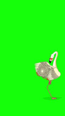 Beyaz Flamingo. El yapımı 2D animasyon HD görüntüler yeşil ekranda izole edildi. Video düzenleme, vahşi yaşam projeleri veya kuş temalı yaratıcı çalışmalar için dikey görüntüler