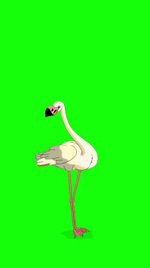 Beyaz Flamingo. El yapımı 2D animasyon HD görüntüler yeşil ekranda izole edildi. Video düzenleme, vahşi yaşam projeleri veya kuş temalı yaratıcı çalışmalar için dikey görüntüler