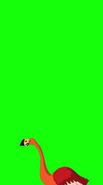 Kızıl Flamingo. El yapımı 2D animasyon 4K görüntü yeşil ekranda izole edildi. Video düzenleme, vahşi yaşam projeleri veya kuş temalı yaratıcı çalışmalar için dikey görüntüler