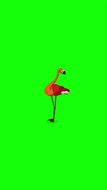 Kızıl Flamingo. El yapımı 2D animasyon 4K görüntü yeşil ekranda izole edildi. Video düzenleme, vahşi yaşam projeleri veya kuş temalı yaratıcı çalışmalar için dikey görüntüler