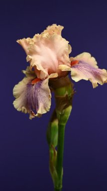 Zarif bir şeftali ve mor sakallı iris 'in büyüleyici dikey videosu, dramatik bir karanlık arka plan üzerine kurulmuş, sakin ve zarif görseller için mükemmel. 