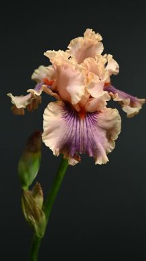 Zarif bir şeftali ve mor sakallı iris 'in büyüleyici dikey videosu, dramatik bir karanlık arka plan üzerine kurulmuş, sakin ve zarif görseller için mükemmel. 