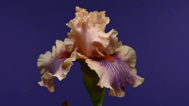 Zarif bir şeftali ve mor sakallı irisin etkileyici yakın plan HD videosu, dramatik bir karanlık arka plan, sakin ve zarif görseller için mükemmel. 
