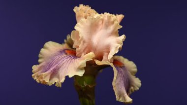 Zarif bir şeftali ve mor sakallı irisin etkileyici yakın plan HD videosu, dramatik bir karanlık arka plan, sakin ve zarif görseller için mükemmel. 