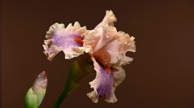 Zarif bir şeftali ve mor sakallı irisin etkileyici yakın plan HD videosu, dramatik bir karanlık arka plan, sakin ve zarif görseller için mükemmel. 
