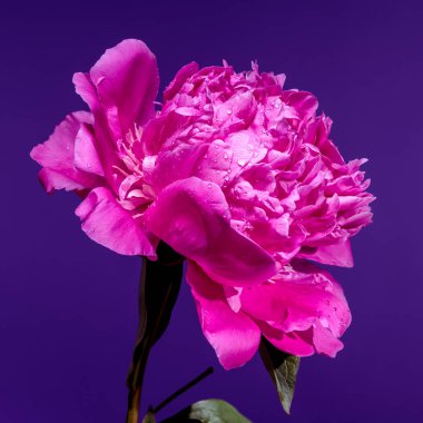 Sersemletici, taze su damlacıklarıyla bezenmiş pembe bir şakayık çiçeği, zengin, mor bir zemin üzerine kurulmuş, canlı rengini ve gür yapraklarını renklendiriyor.