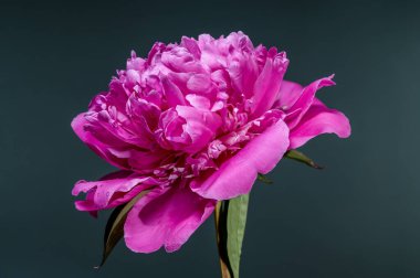 Taze su damlacıklarıyla süslenmiş, göz kamaştırıcı bir pembe şakayık çiçeği. Derin, koyu bir deniz mavisi zeminine karşı güzelce zıt düşmüş. Canlı rengini ve gür yapraklarını vurguluyor.