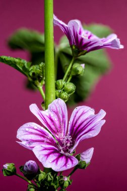 Pırıl pırıl su damlacıklarıyla kaplı, güzel, mor bir çiçeğin yakın plan görüntüsü. Doğa, bahçe ve güzellik temaları için mükemmel.