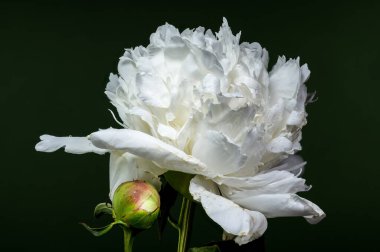 Canlı beyaz bir şakayığın çarpıcı yakın çekimi, narin yapraklarını ve taze çiğ damlalarını sergiliyor derin, zıt bir zemine karşı.