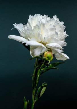 Canlı beyaz bir şakayığın çarpıcı yakın çekimi, narin yapraklarını ve taze çiğ damlalarını sergiliyor derin, zıt bir zemine karşı.