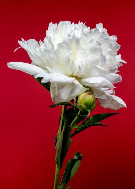 Çiçek açmış el değmemiş beyaz bir şakayık, yanında taze bir tomurcuk, canlı kırmızı bir zemin üzerine kurulmuş, doğal zarafetini vurguluyor.