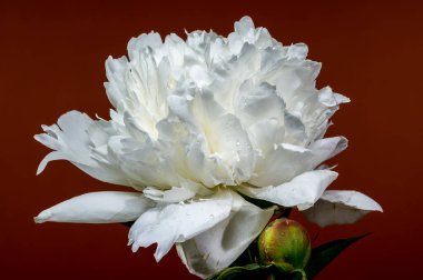 Çiçek açmış el değmemiş beyaz bir şakayık, yanında taze bir tomurcuk, sıcacık, kahverengi bir zemin üzerine kurulmuş, doğal zarafetini vurguluyor.