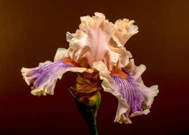 Çiçek açmış zarif sakallı bir iris, şeftali ve mor yapraklar sergiliyor, yanında kapalı bir tomurcuk, ılık kahverengi bir arka planda.