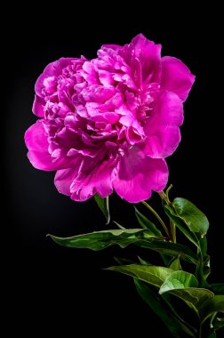 Canlı pembe şakayık çiçeği, su damlacıkları ile taze, koyu siyah arkaplanda fotoğraflanmış, zengin rengini ve narin taç yapraklarını renklendiriyor.