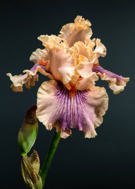 Büyüyen bir tomurcukla eşlik eden, çiçek açmış, şeftali ve mor yapraklar sergilenen büyüleyici sakallı iris kasvetli, karanlık bir arka plana karşı.