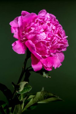 Su damlacıkları ile canlı pembe bir şakayık çiçeği, yemyeşil bir zemin ile güzel zıt, onun narin taç yaprakları ve taze görünümünü vurgulayan