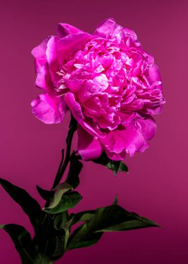 Yapraklarında su damlacıkları olan çarpıcı bir pembe şakayık çiçeği güzelliğini vurgulamak için canlı renkli bir arka plana dizilmiştir.