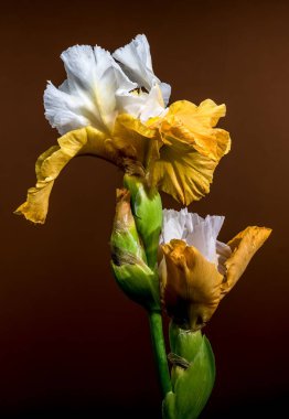 İki zarif beyaz ve sarı sakallı iris çiçeğinin yakın plan çekimi. Karmaşık yaprakları, sıcak kahverengi arka planda sergileniyor.