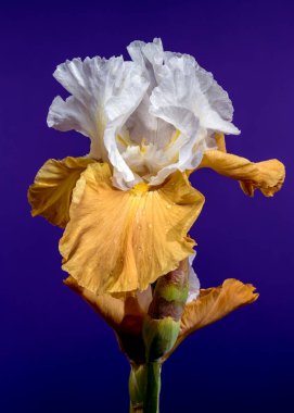 Göz kamaştırıcı beyaz ve sarı sakallı süsen çiçeğinin yakın planda çekilmiş bir fotoğrafı. Karmaşık yaprakları zengin, derin, mavi bir arkaplanda sergileniyor.