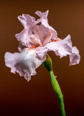 Zarif pembe sakallı bir iris çiçeğinin yakın plan fotoğrafı, narin yaprakları, sıcak kahverengi bir arka planda sergileniyor.