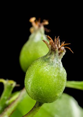 Bir dalda yeşil elma meyveleri yakın çekim, sert bir siyah arkaplan üzerine kurulmuş