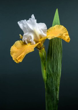 Göz kamaştırıcı bir beyaz ve sarı sakallı irisin yakın plan çekimi. Karmaşık yaprakları parlak yeşil arka planda sergileniyor.