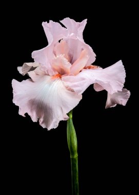 Güzel pembe bir iris çiçeğinin yakın plan çekimi, narin yaprakları siyah bir arka plana doğru açılıyor.