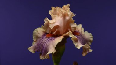 Zarif şeftali ve mor sakallı irisin etkileyici yakın plan 4K videosu, dramatik bir karanlık arka plan, sakin ve zarif görseller için mükemmel. 
