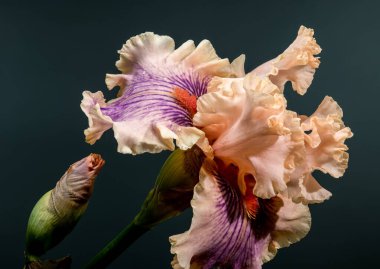 Büyüyen bir tomurcukla eşlik eden, çiçek açmış, şeftali ve mor yapraklar sergilenen büyüleyici sakallı iris kasvetli, karanlık bir arka plana karşı.