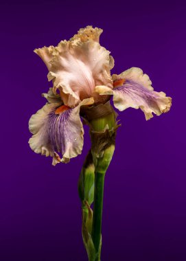 Şeftali ve mor taç yaprakları ile baş döndürücü sakallı bir iris, narin ve canlı renklerini sergiliyor.