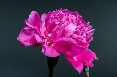 Taze su damlacıklarıyla süslenmiş, göz kamaştırıcı bir pembe şakayık çiçeği. Derin, koyu bir deniz mavisi zeminine karşı güzelce zıt düşmüş. Canlı rengini ve gür yapraklarını vurguluyor.