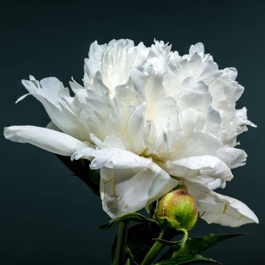 Canlı beyaz bir şakayığın çarpıcı yakın çekimi, narin yapraklarını ve taze çiğ damlalarını sergiliyor derin, zıt bir zemine karşı.