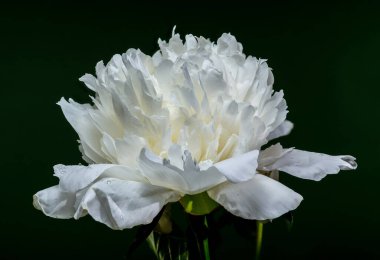 Zarif yapraklarını ve yeşil yapraklarını zengin, koyu yeşil arka planda sergileyen, tam çiçeklenmiş çarpıcı beyaz bir şakayık.