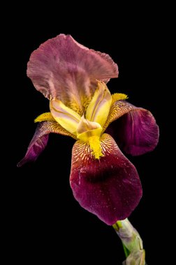 Sakallı bir irisin canlı bir yakın çekimi zengin mor ve parlak sarı yaprakları sergiliyor. Koyu siyah bir arka plana karşı karmaşık desenleri var.